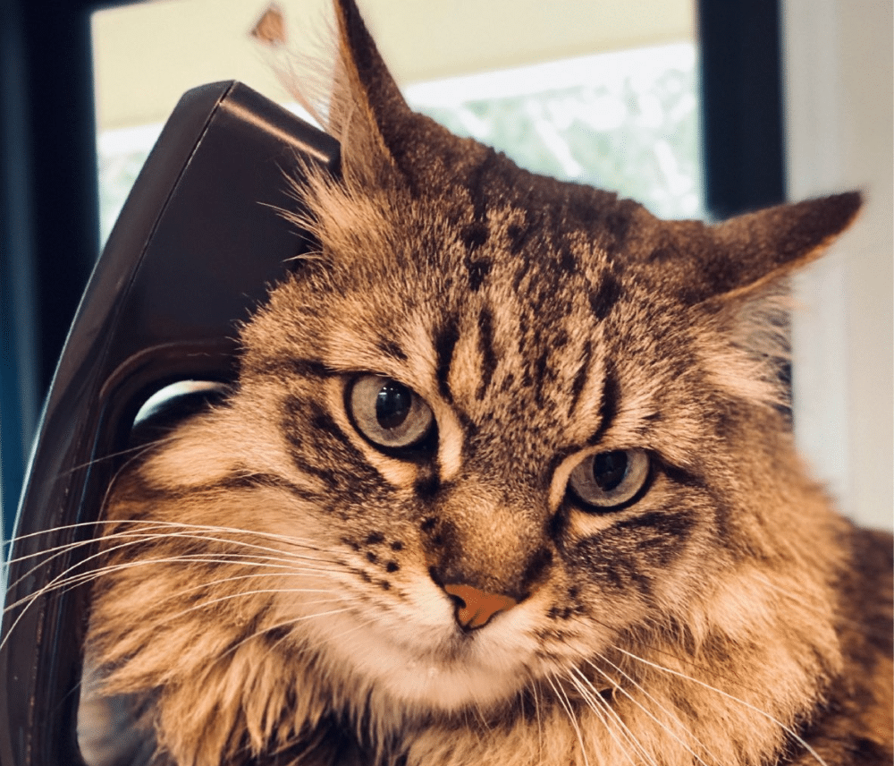 pico