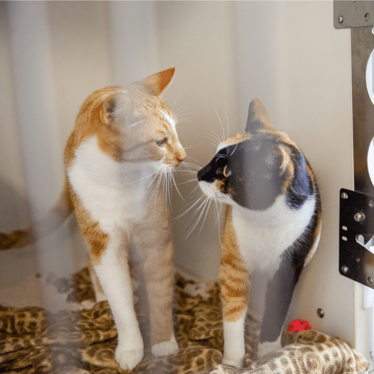 boardingcats