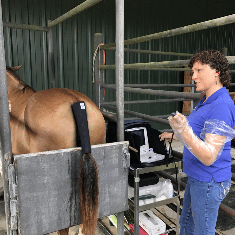 Equine - Audubon Veterinary Hospital