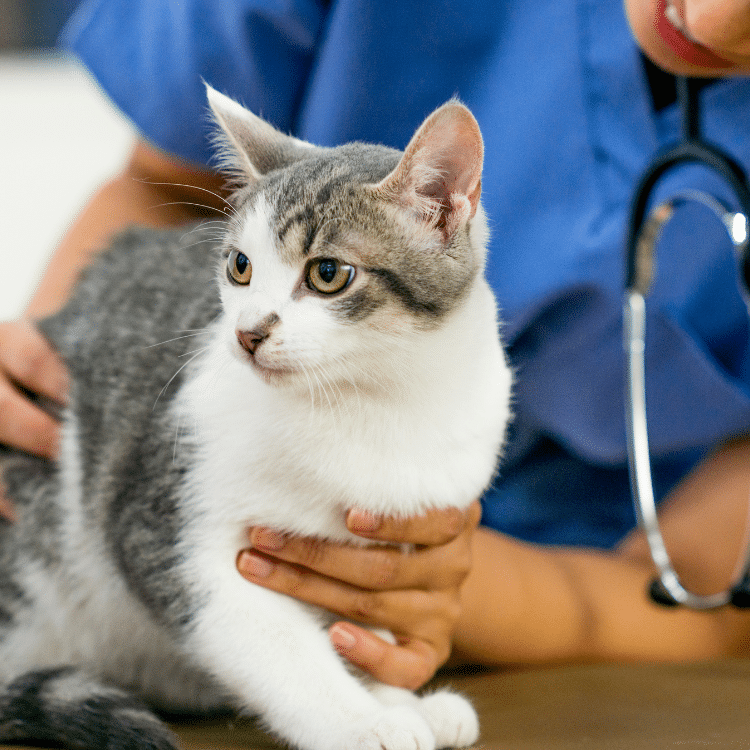 cat ekg