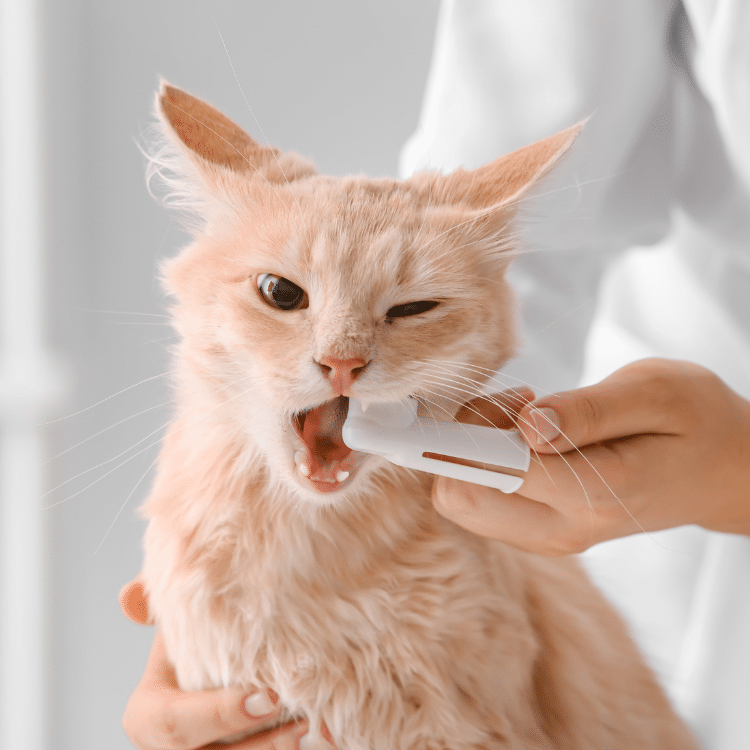 catdentist