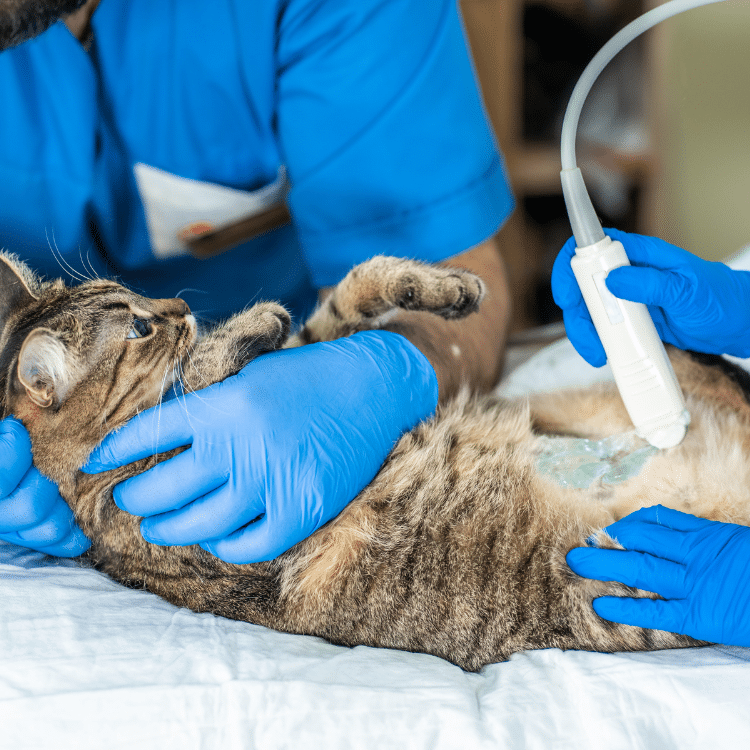catultra